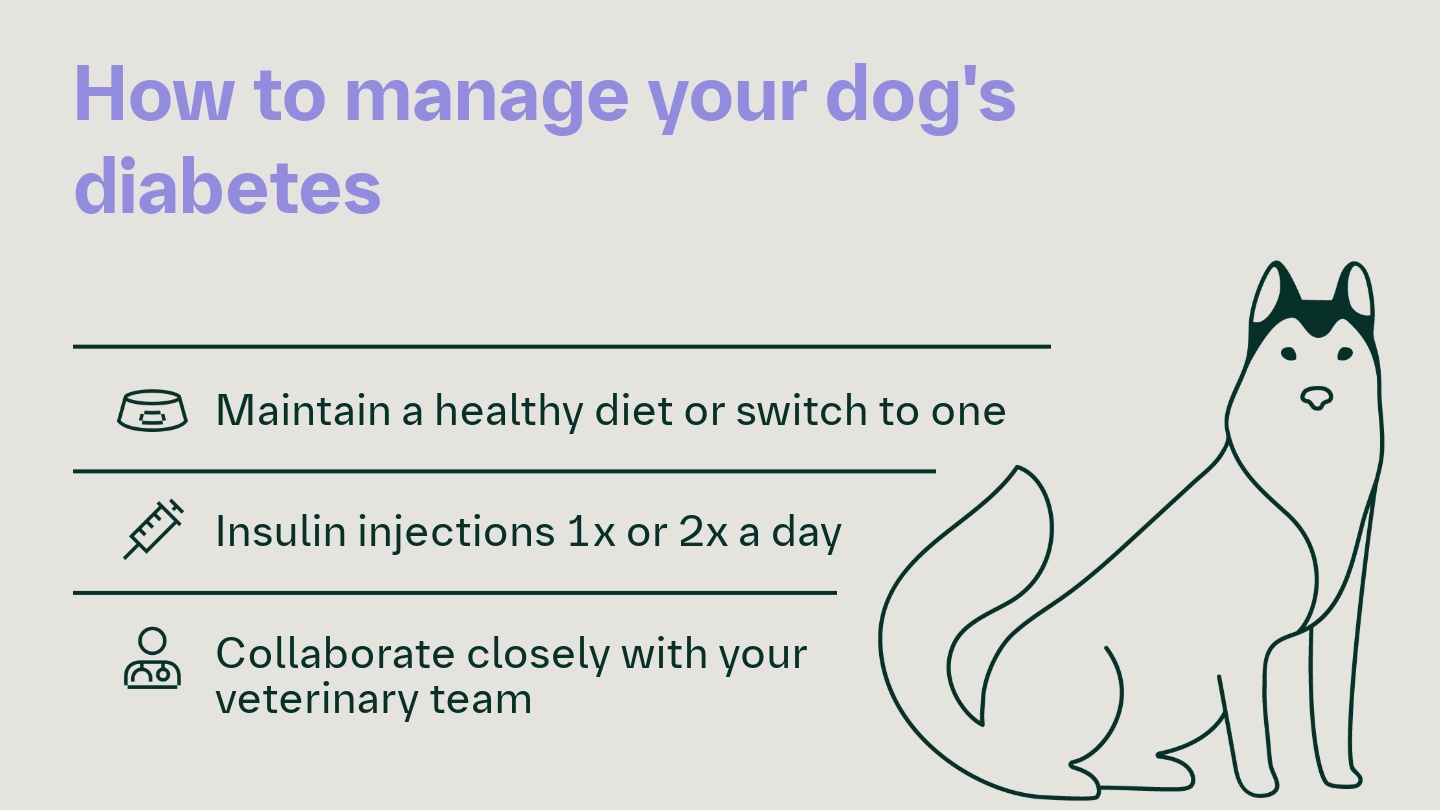 Beautiful How Do Dogs Develop Diabetes Abstract for Desktop Beautiful How Do Dogs Develop Diabetes Abstract for Desktop